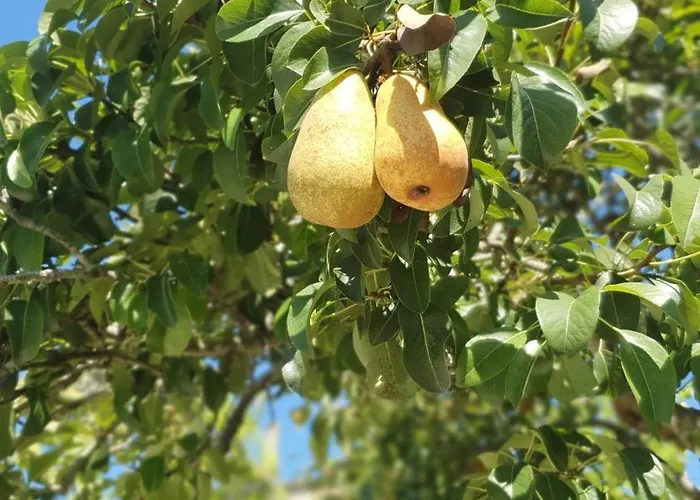 アパート Quinta De Ramil *